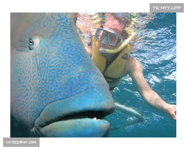 大洋洲锦标赛结束，澳大利亚、新西兰分获男女团体冠军